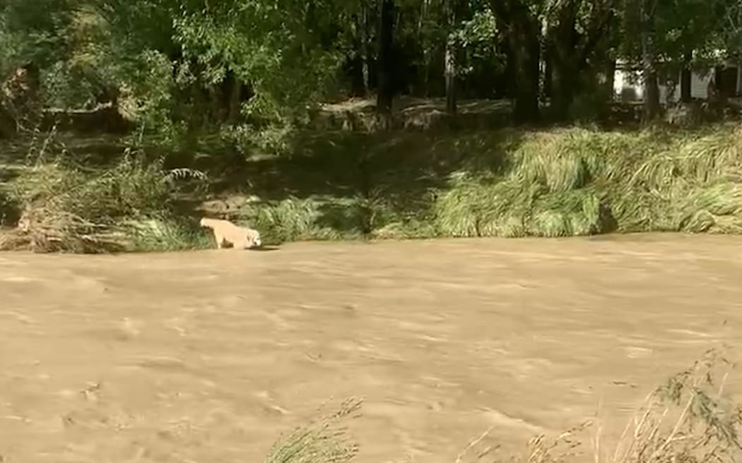 An engorged stream with a dog next to it.