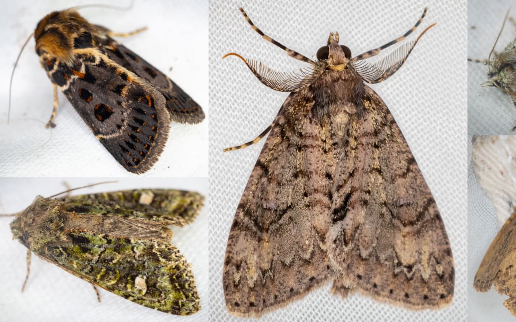 Five species of macro moths collected in late summer at Zealandia sanctuary as part of the 100 Year Moth project.