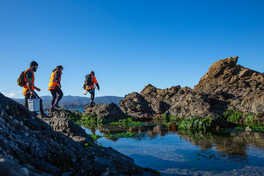 The effort to make Miramar Peninsula predator-free involves getting rid of stoats, possums and stoats in every nook and cranny on the peninsula, right down to high tide mark on the Cook Strait coast.