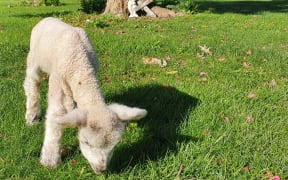July lamb