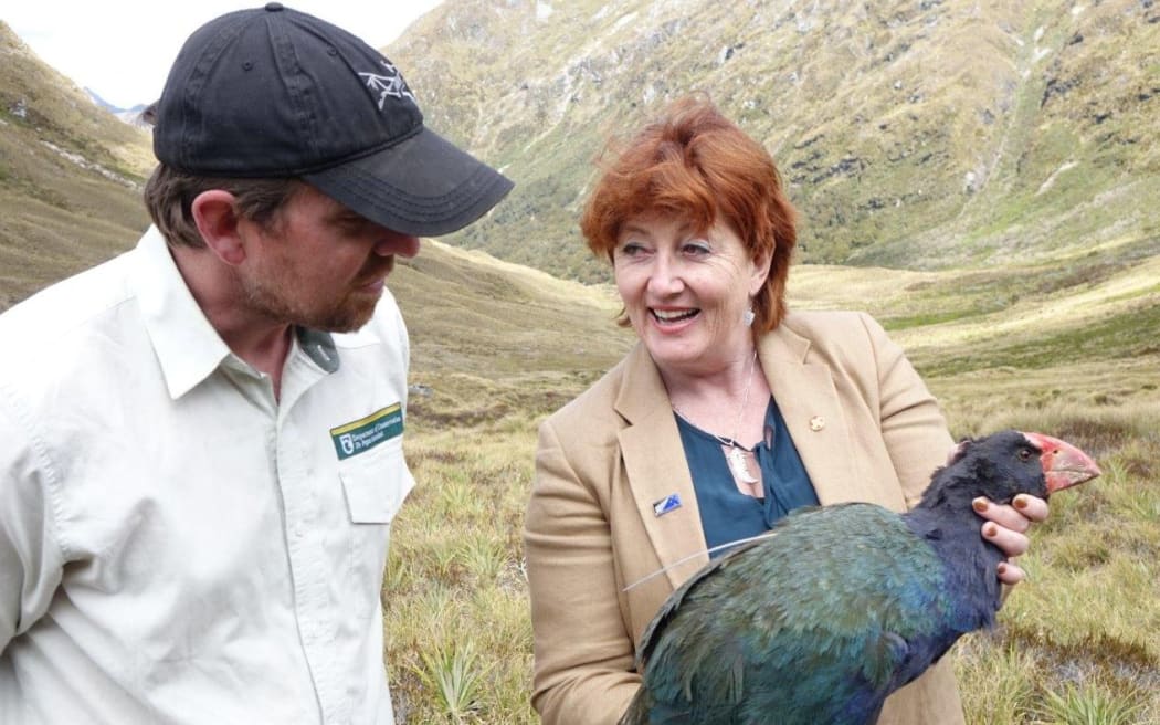 Conservation Minister Maggie Barry releasing an 18 month old Takahe chick in the Murchison Mountains with DOC Ranger Glen Greaves .