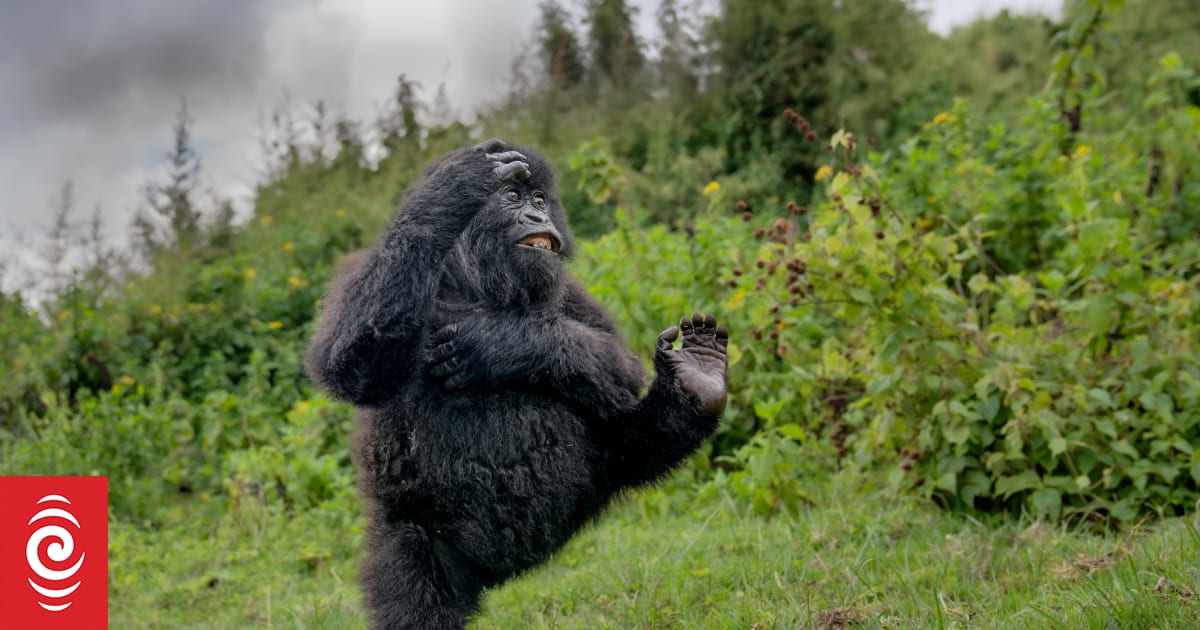 Wildlife comedy photography winners announced