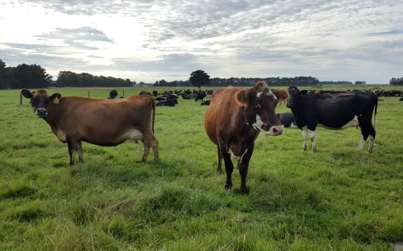 dairy cows in southland