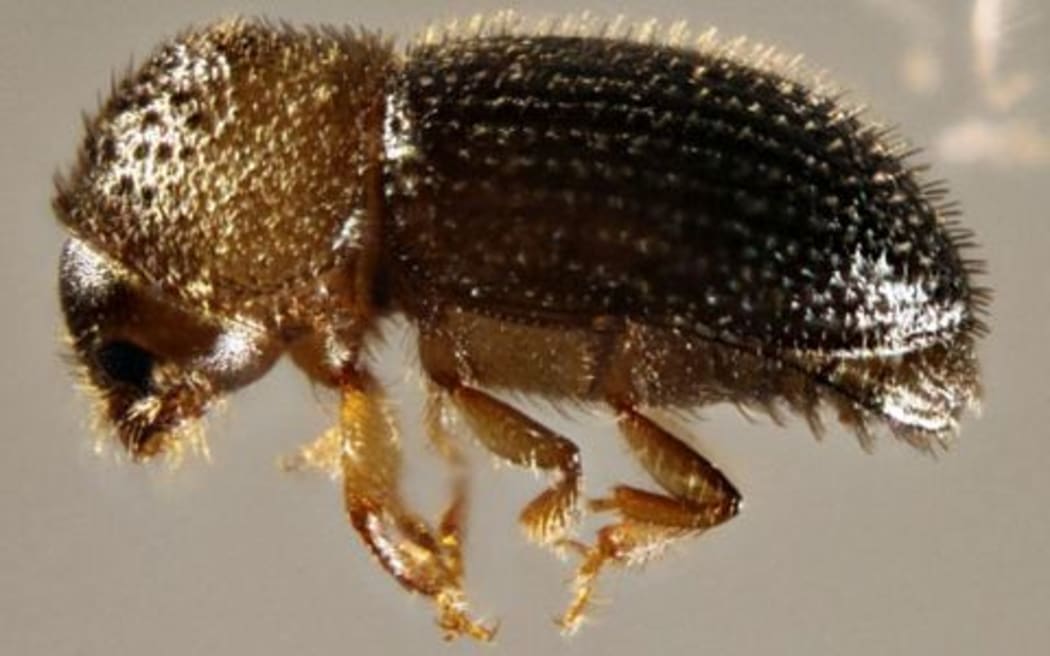 The Coffee Berry Borer is a pest