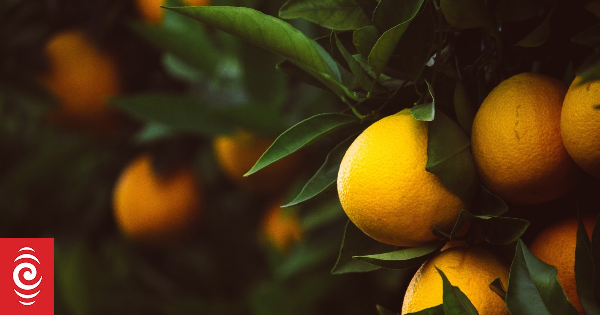 Shower Thoughts Does peeing on lemon trees actually work? RNZ