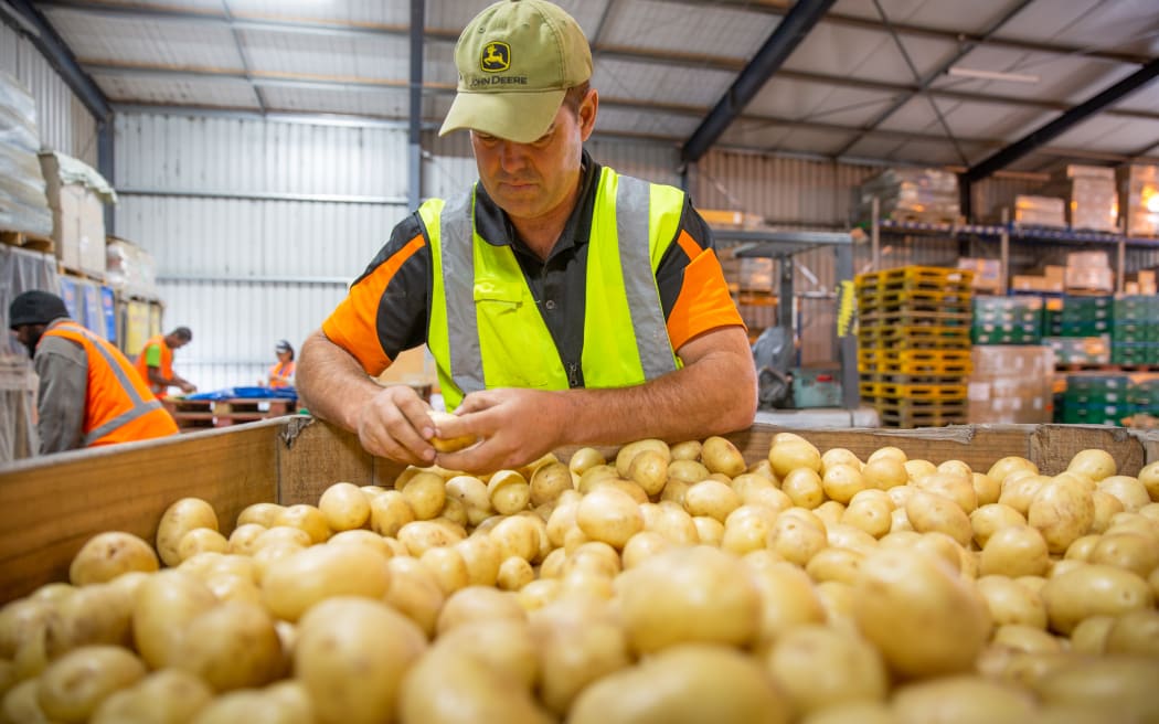 sorting potatoes - Robin Oakley