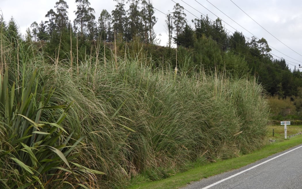 This thicket of pampas growing outside the property of Roger Hampton on State highway 7.