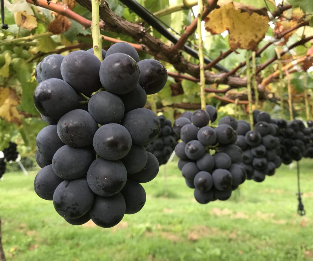 The kyoho variety of tablegrapes grown at Budou Senshin in Hawke's Bay