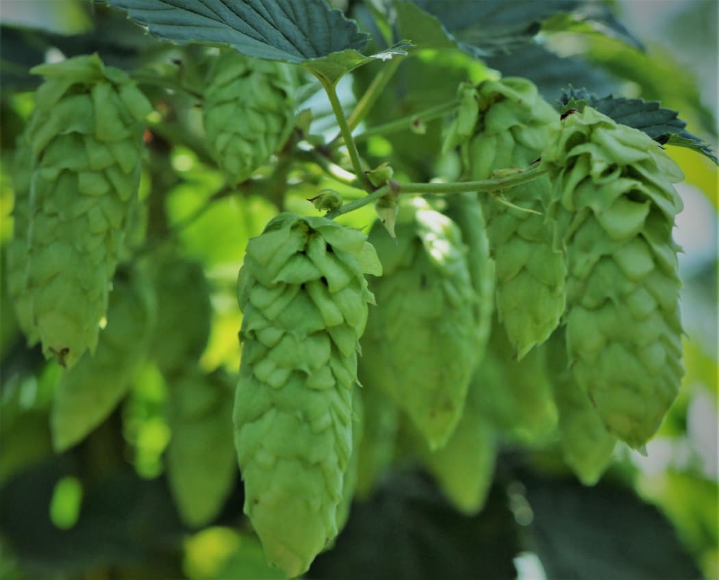 The Riwaka hop