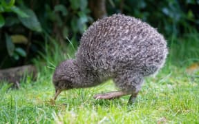 Kiwi pukupuku little spotted kiwi at Zealandia.