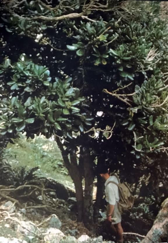 The last wild Pennantia baylisiana on Manawa Tāwhi / Three Kings Islands.