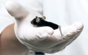 Animal testing