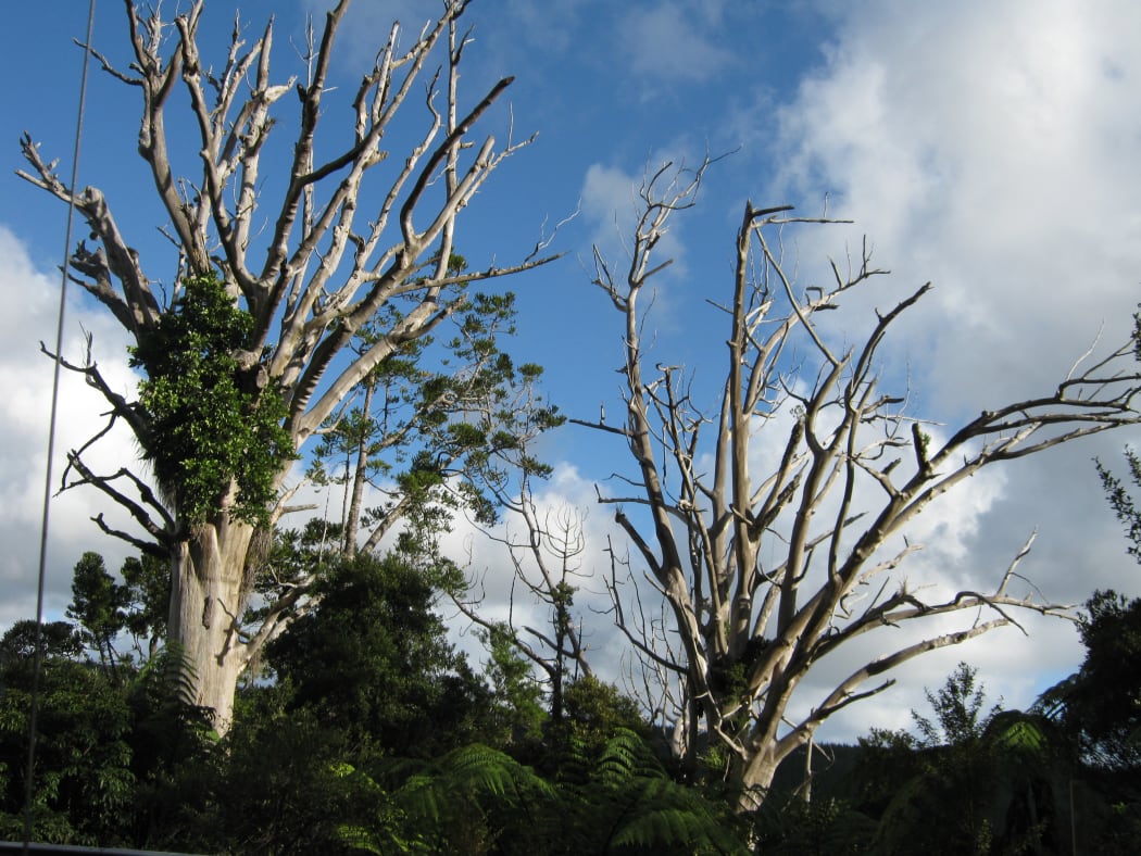 Dead kauri trees, infected with kauri dieback, at Trounson Kauri Park