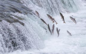 Salmon Jumping Up the Brooks Falls at Katmai National Park, Alaska