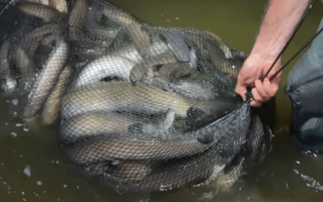 Tuna being caught and released to complete life cycle.