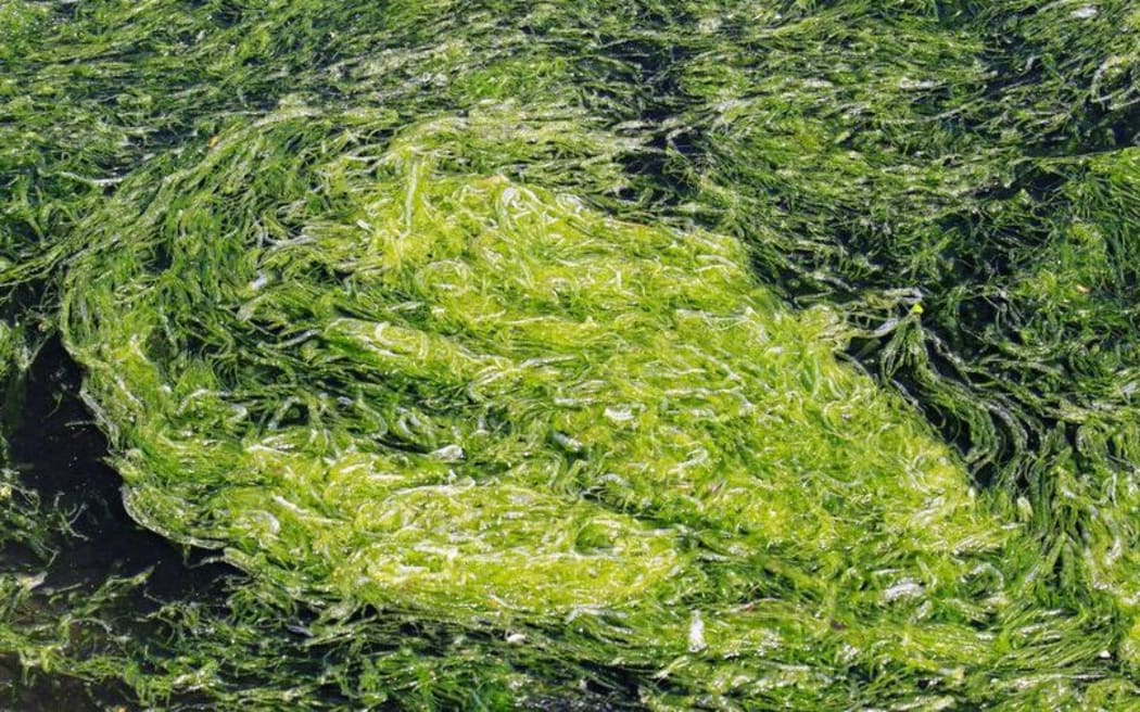 Rapid accumulation of algal bloom in water.