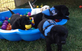 Puppies being trained to become assistance dogs for people with disabilities.