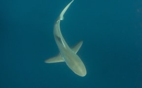 bronze whaler