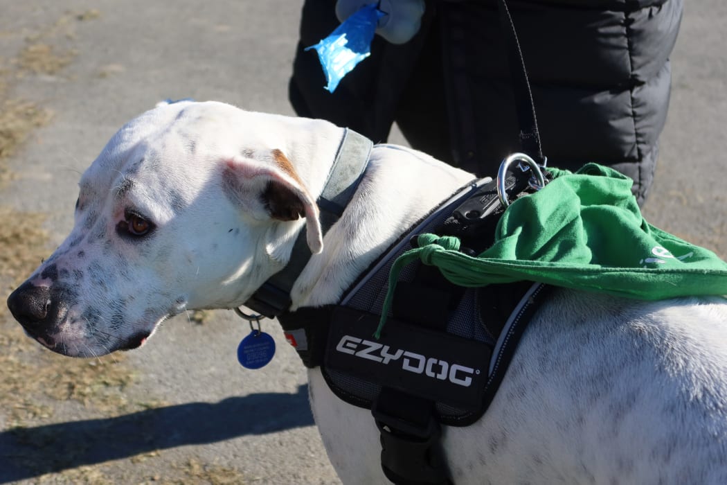 Annie the rescue dog wears her green ‘friendly’ bib to let others along the Taylor River know she’s approachable.