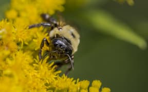 A honeybee on a yellow flower (close-up)
