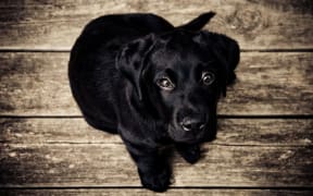 The therapy-animal trend has taken off in the States and we often hear that animal companions are good for reducing stress and anxiety.
