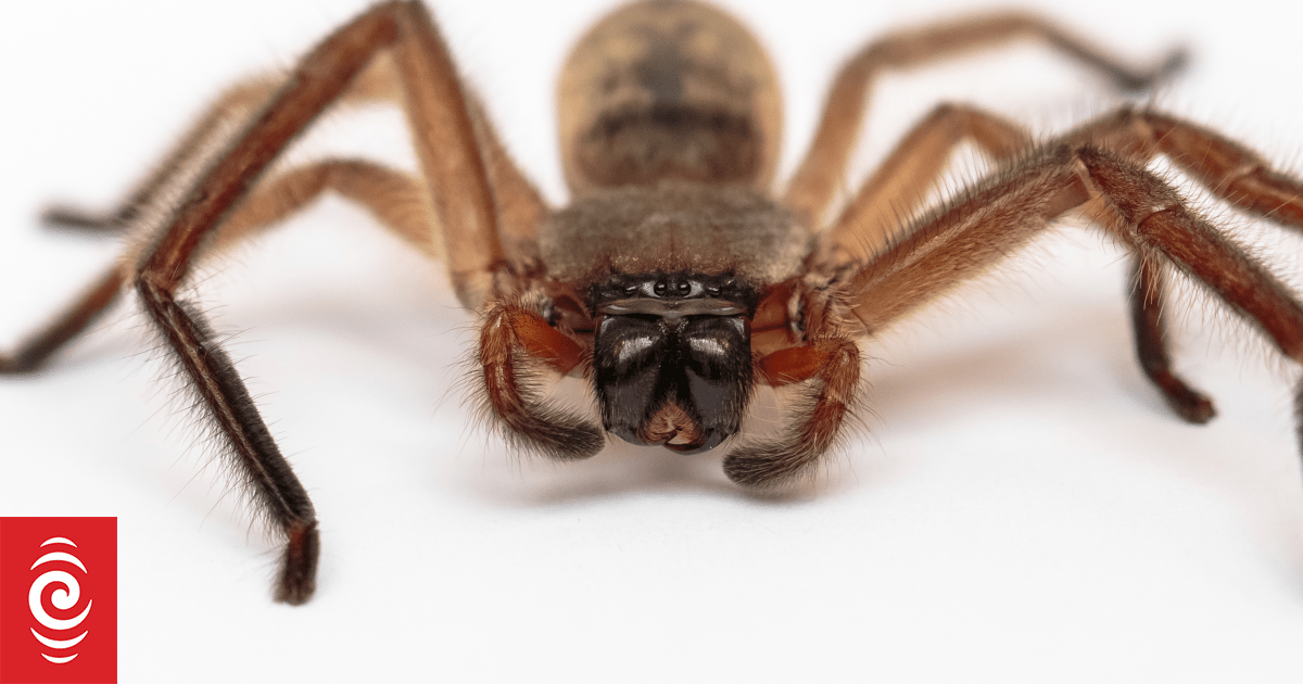 The Australian spider that seems to be spreading across the North ...