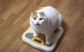 Cat on scales