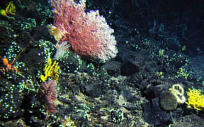 Coral in part of the area that would be covered by the Kermadec Ocean Sanctuary.