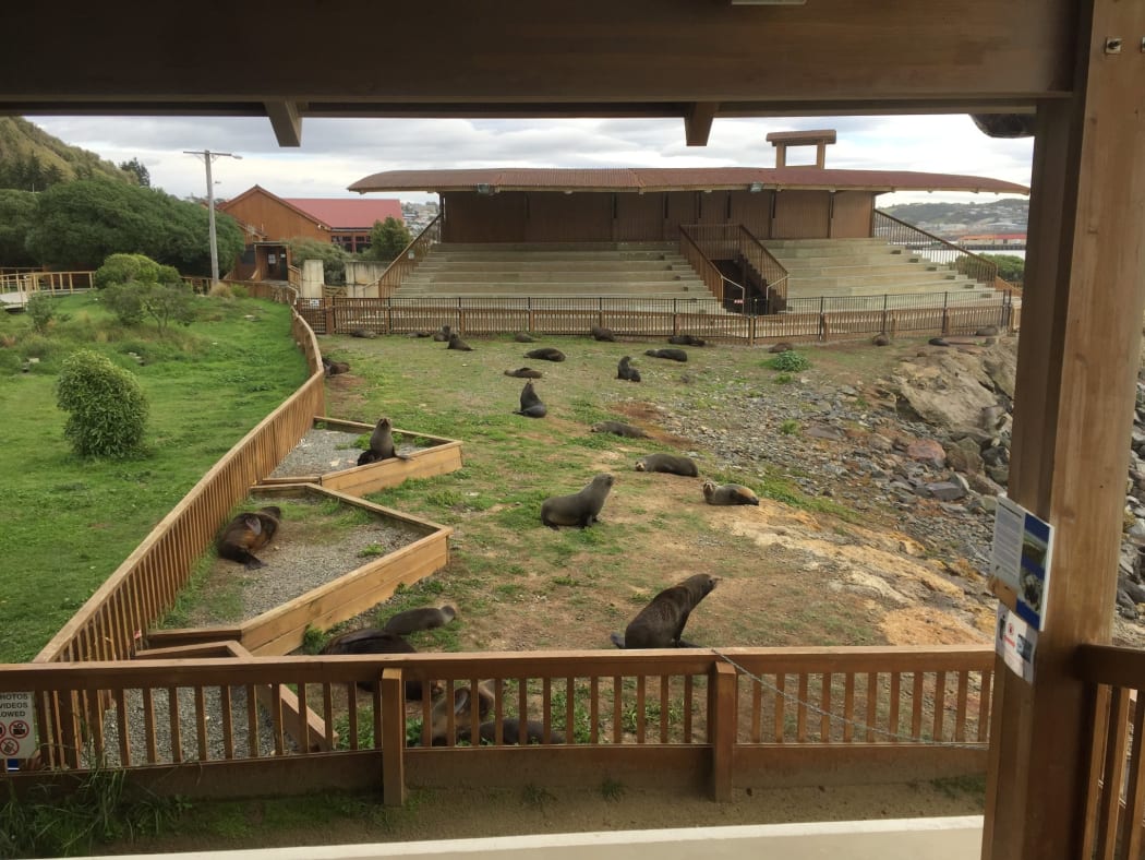 Seals at Oamaru Blue Penguin Colony