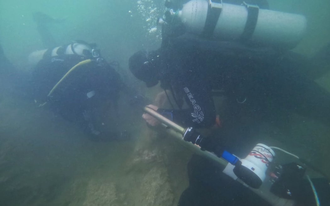 Divers use suction hoses to remove the treated caulerpa.