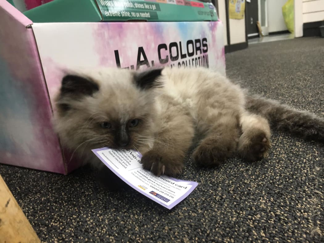 Kevin the Covid-busting cat at Port Chalmers Pharmacy's vaccination clinic.