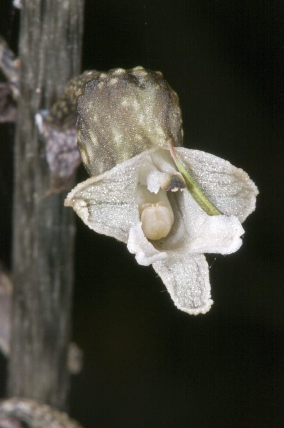 Gastrodia Cooperae