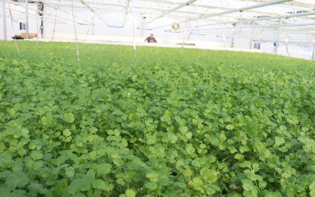 Fields of coriander in Tasman Bay Herbs greenhouses.