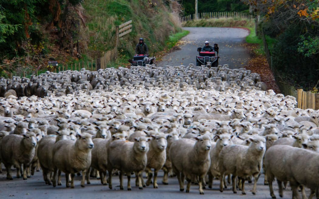 Moving a flock of sheep along the road