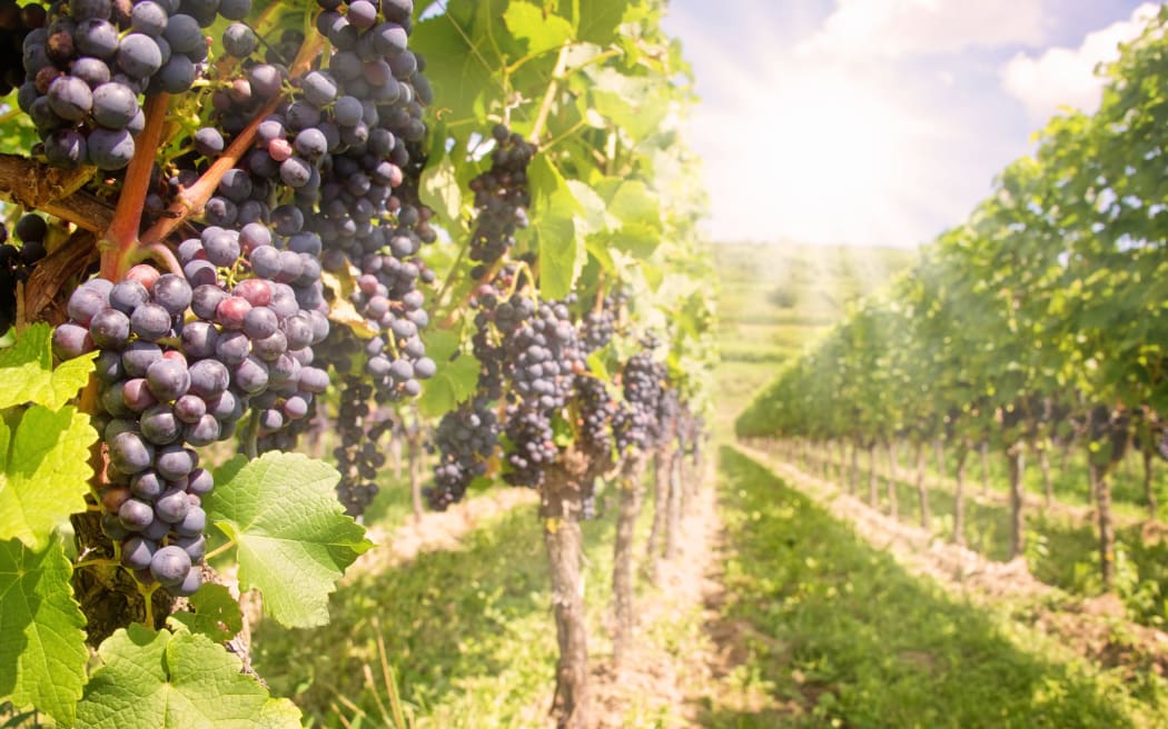 winery vineyard generic