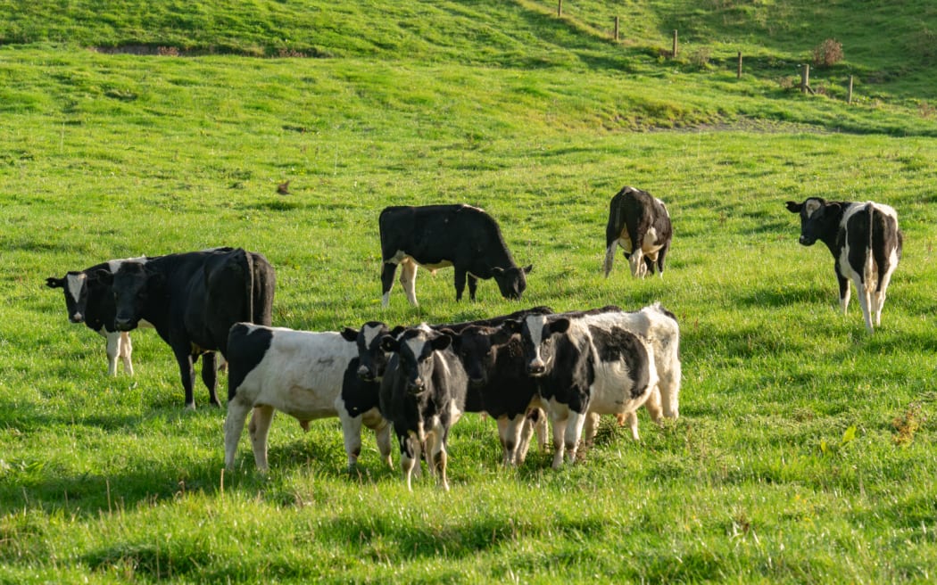 Cattle grazing on Highlands Station