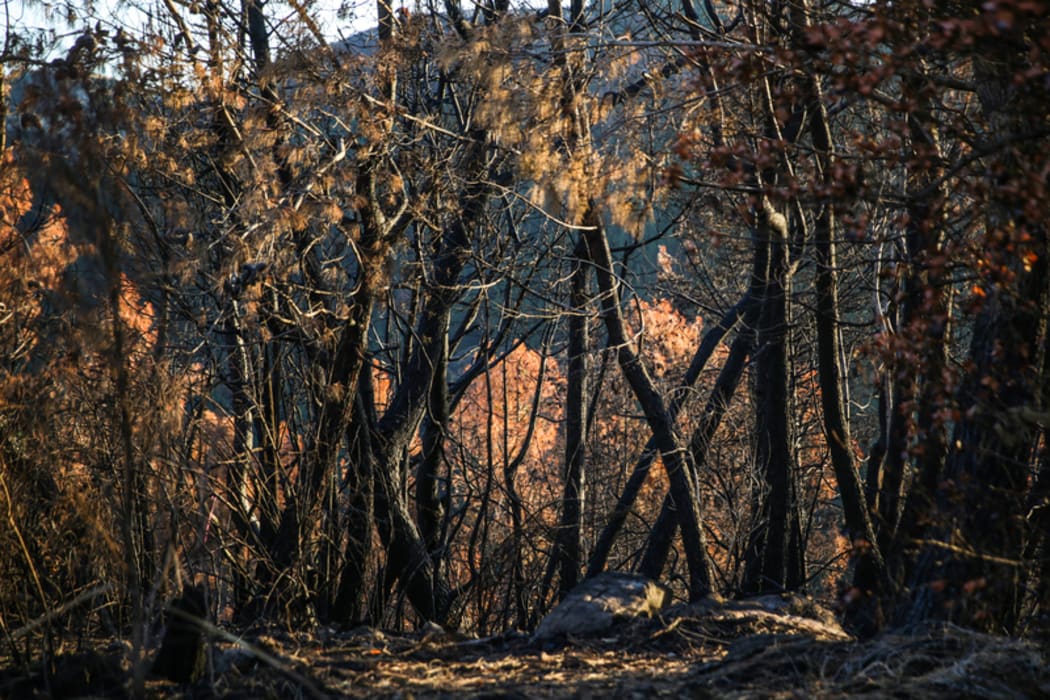 Christchurch fire - Port hills