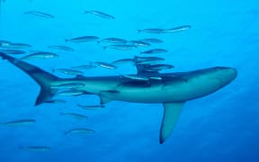 A school of fish trails a Galapagos shark near the Kermadec Islands.