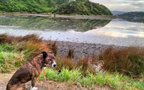 Mack the dog by the beach.