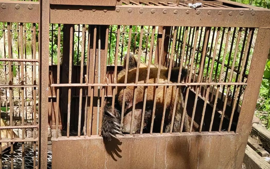 Volunteers set bear traps near villages in Hokkaido.