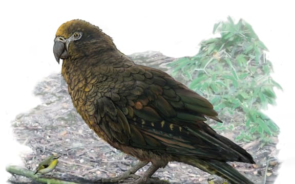 econstruction of the giant parrot Heracles, dwarfing a bevy of 8cm high Kuiornis – small New Zealand wrens scuttling about on the forest floor.