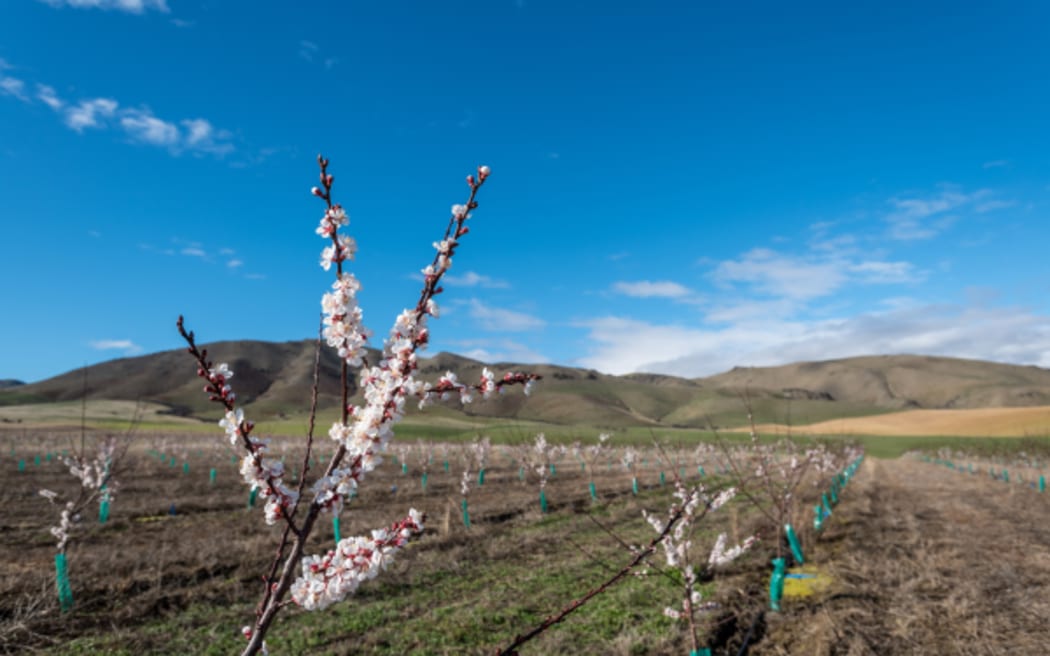New apricot varieties are under trial in Central Otago and in parts of the North Island.