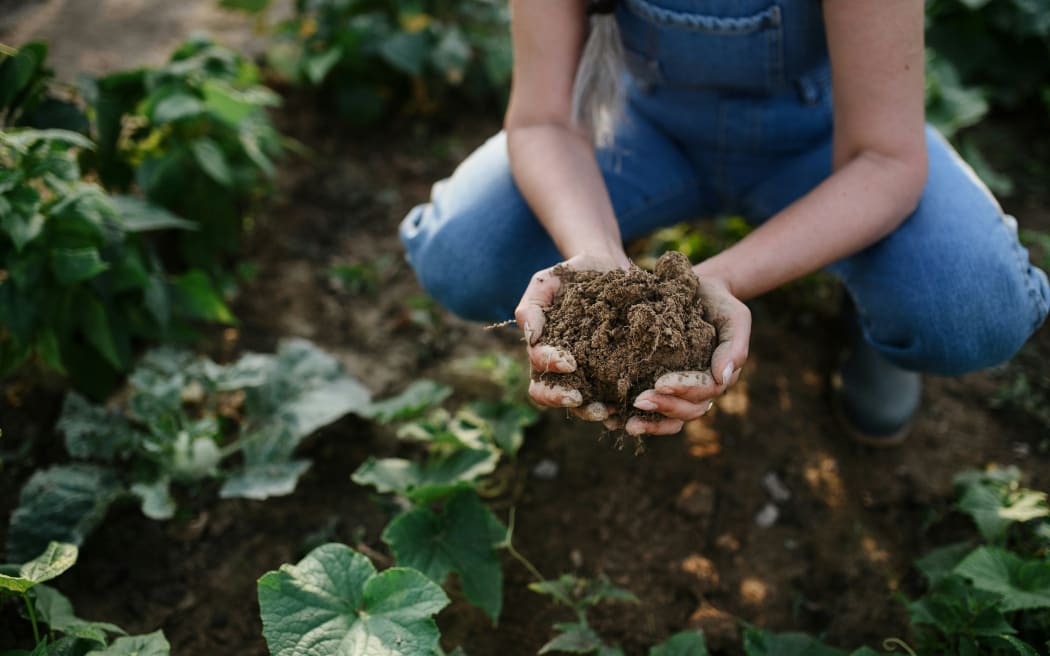 Healthy soil is a living system.