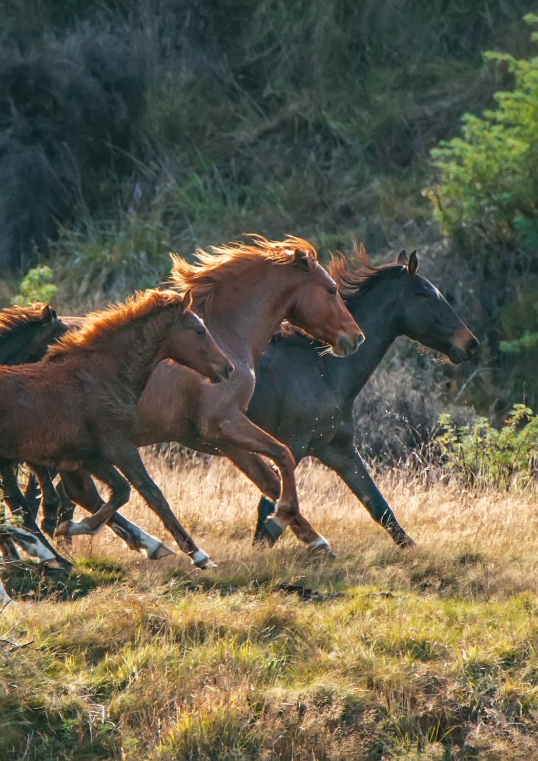 Kaimanawa horses being mustered in 2016.