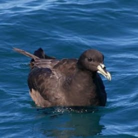 Photo for White-chinned petrel
