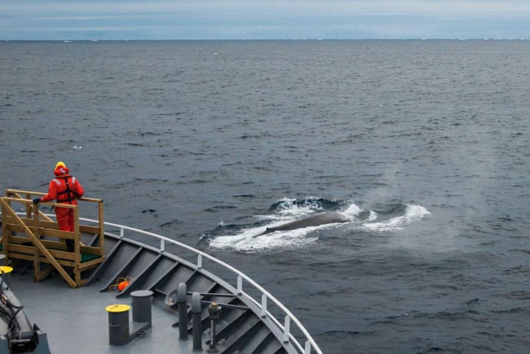 Scientists on FV Tangaroa sight blue whale in the Southern Ocean.