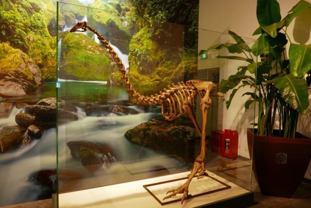 Moa skeleton