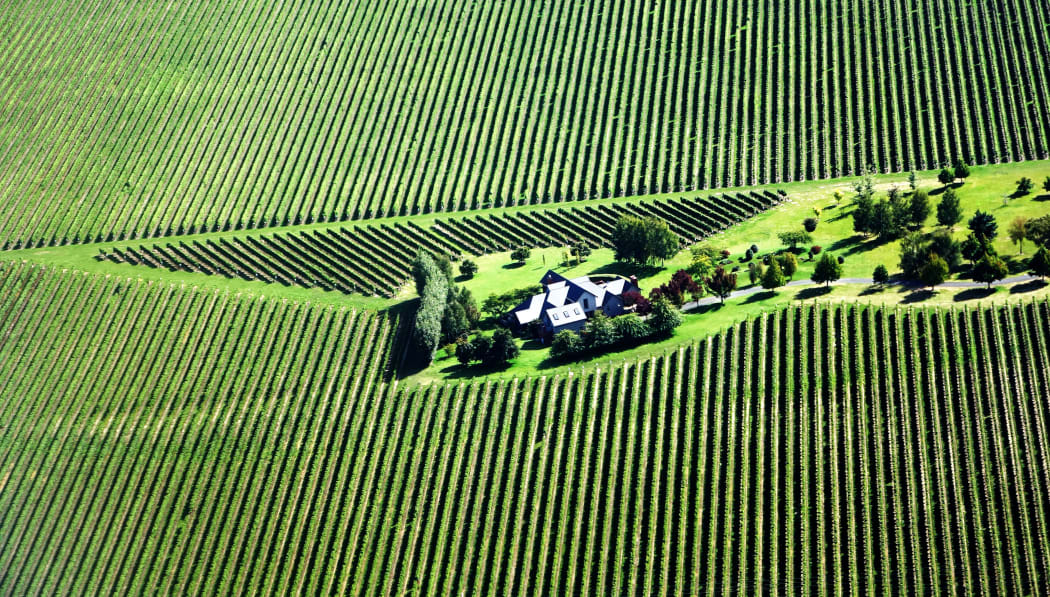 Vineyard Marlborough
