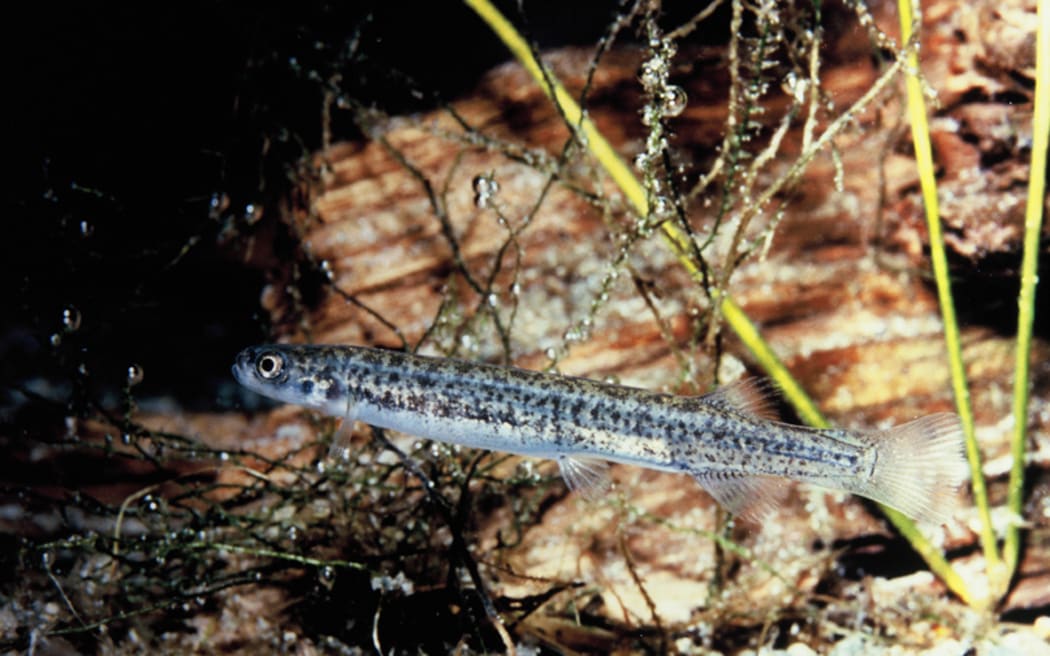 Dwarf galaxias