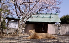 The Cats of Gokogu Shrine is the latest film from Japanese filmmaker Kazuhiro Soda